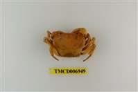 藏品(雙色澤蟹)的圖片